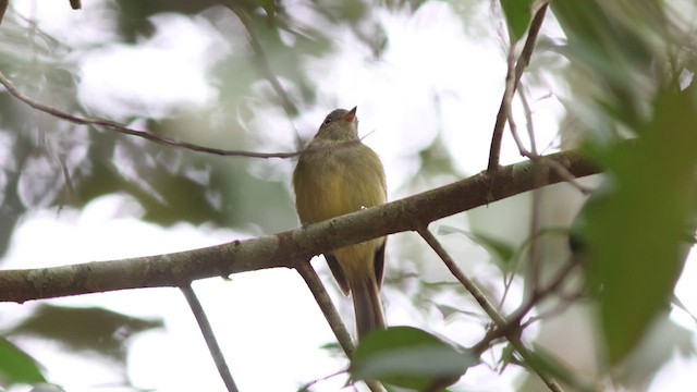 Wied's Tyrant-Manakin - ML627372290