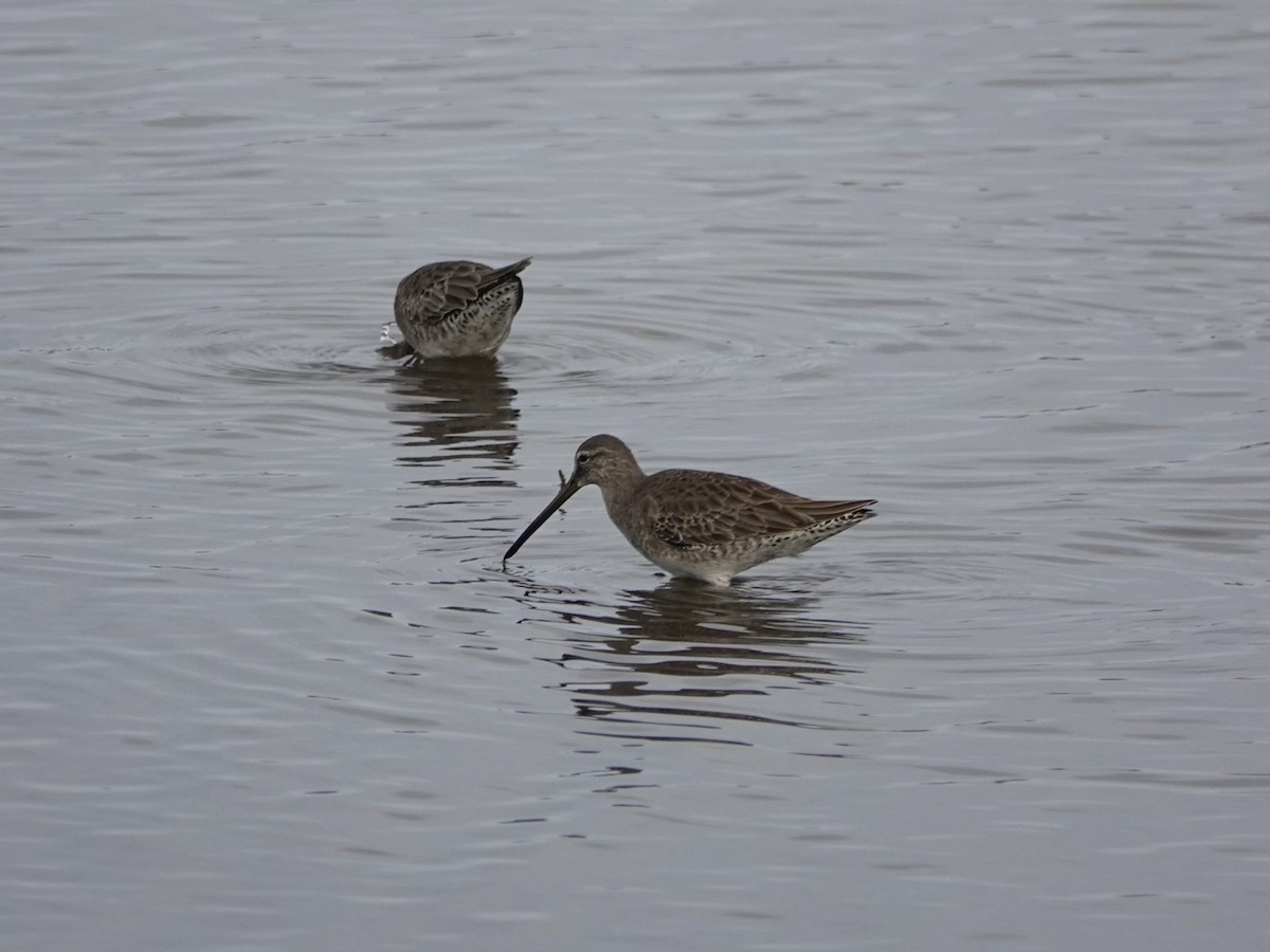 Long-billed Dowitcher - ML627372311