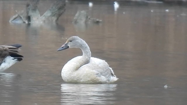 Лебідь чорнодзьобий - ML627372323