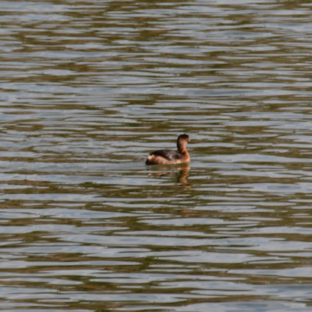 Pied-billed Grebe - ML627372351