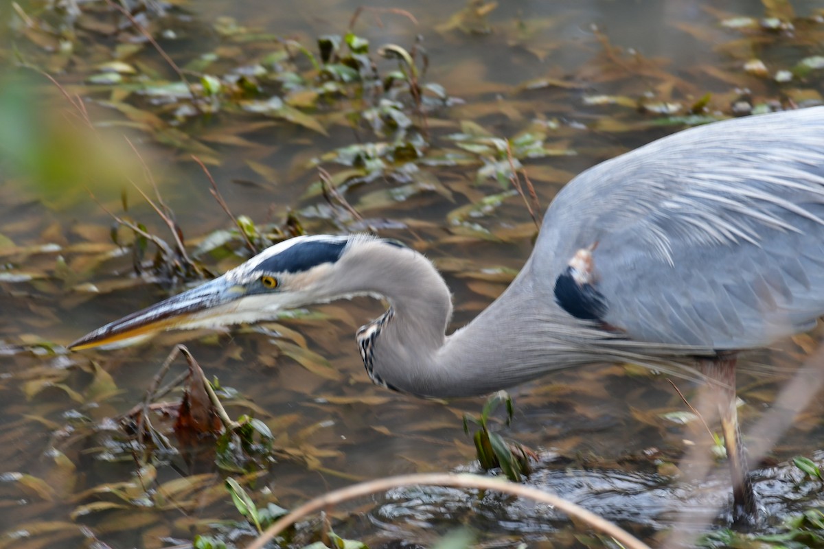 Great Blue Heron - ML627372356