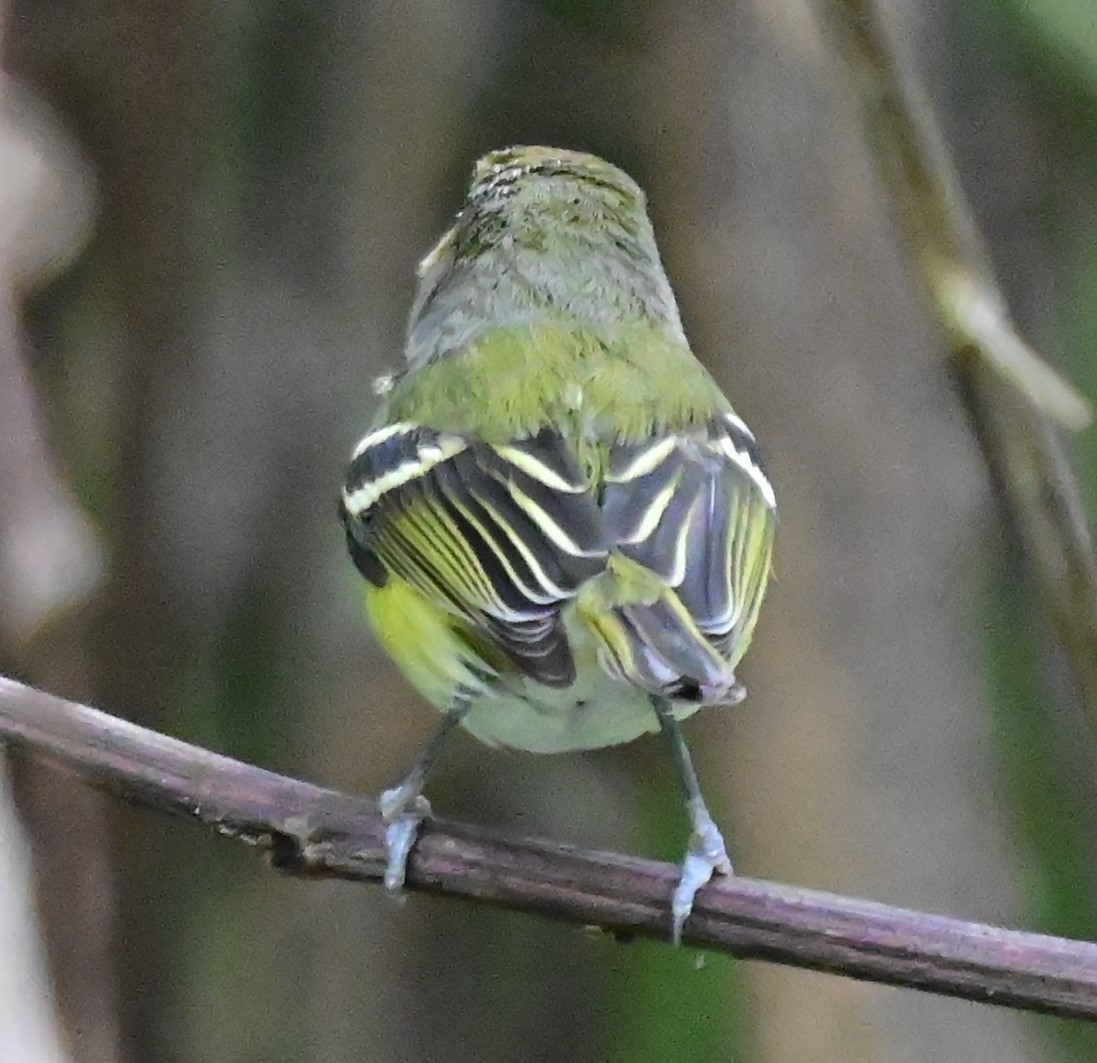 White-eyed Vireo - ML627372479
