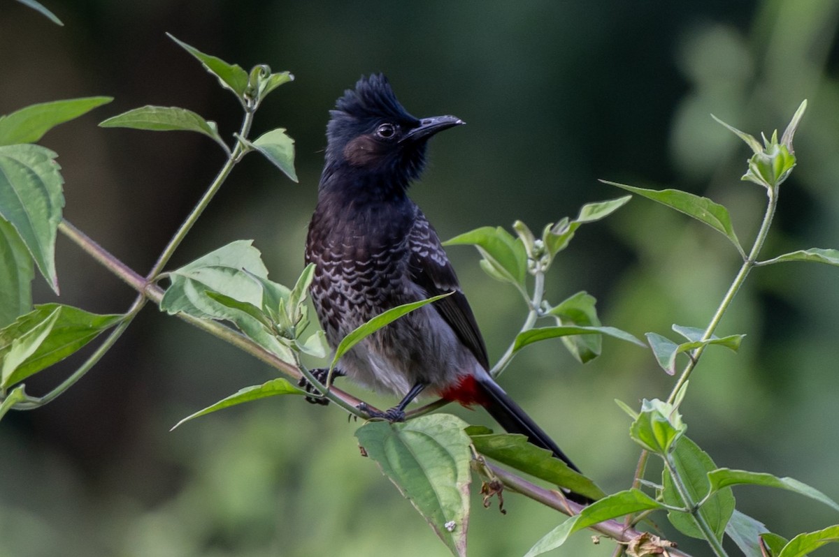 Red-vented Bulbul - ML627372487