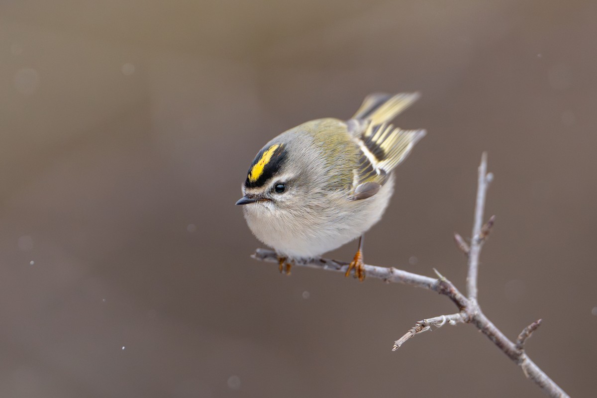 Golden-crowned Kinglet - ML627372504