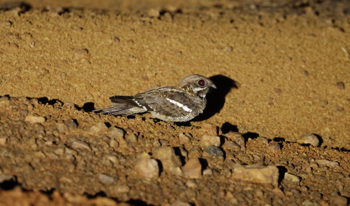 Long-tailed Nightjar - ML627372541