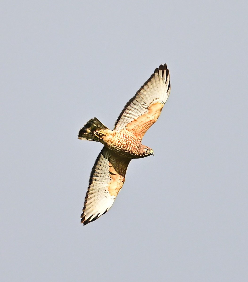 Broad-winged Hawk - ML627372557