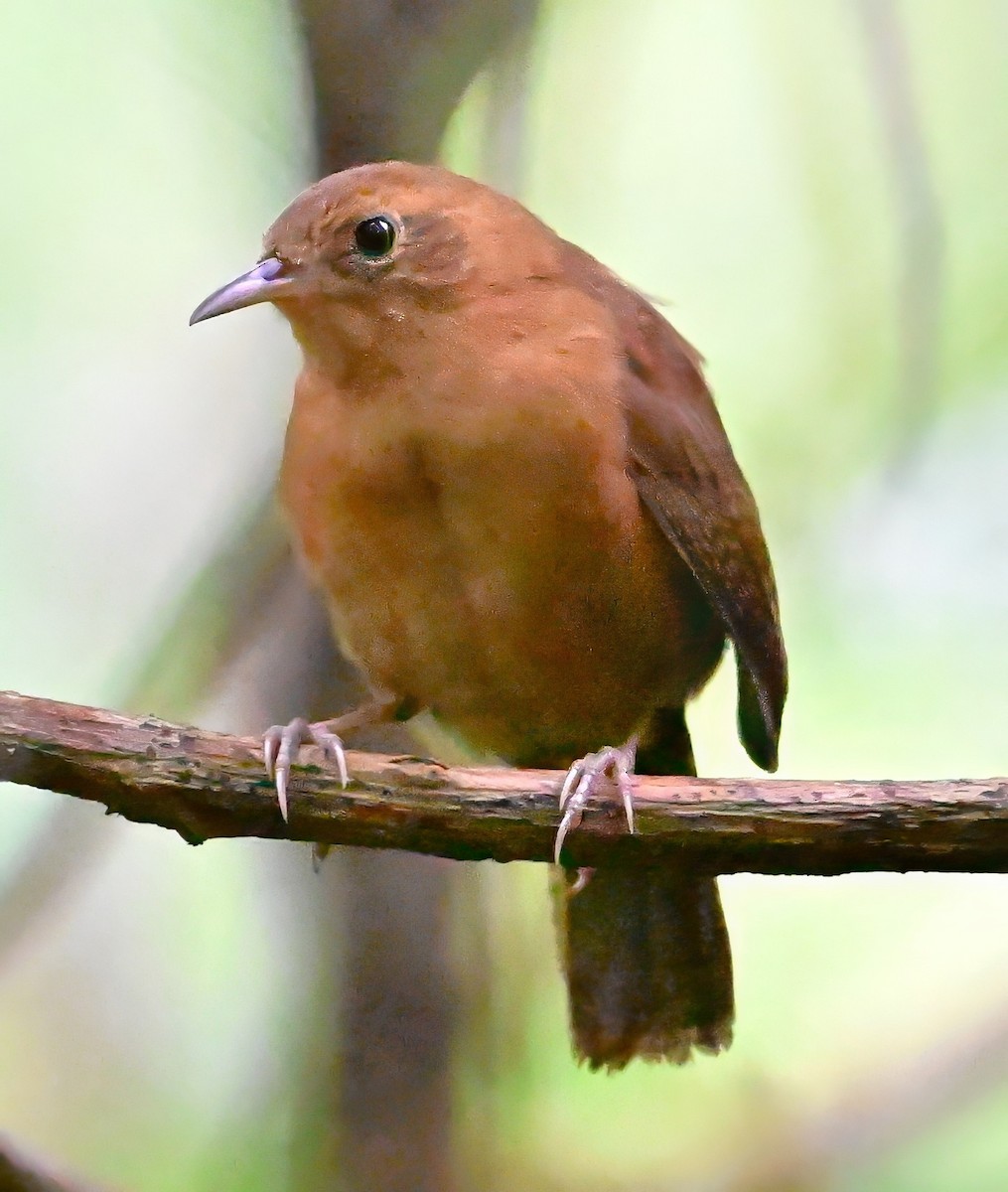 Kalinago Wren - ML627372577