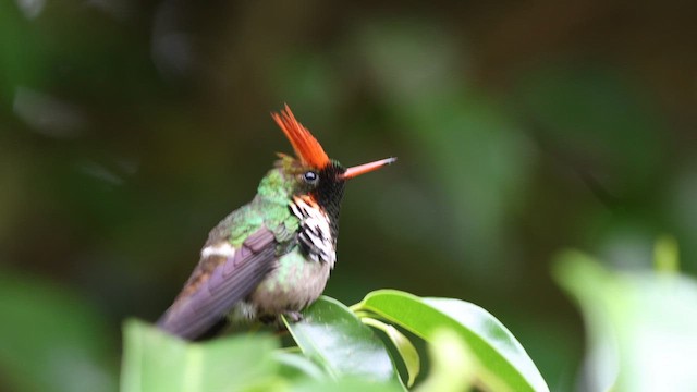 Frilled Coquette - ML627372590