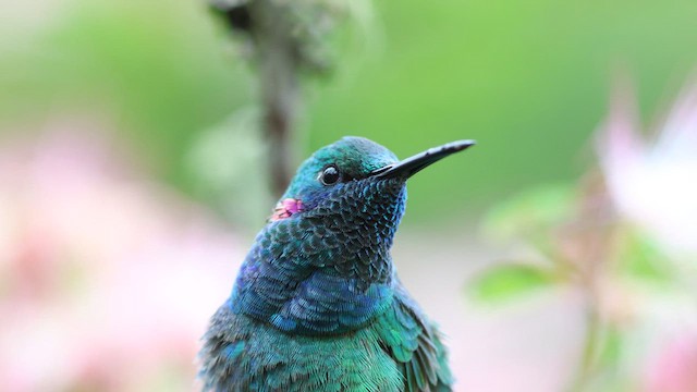 White-vented Violetear - ML627372606