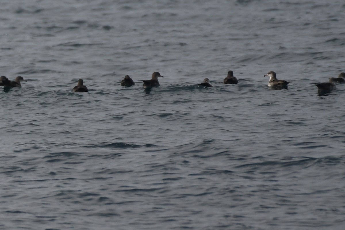 Pink-footed Shearwater - ML627372616