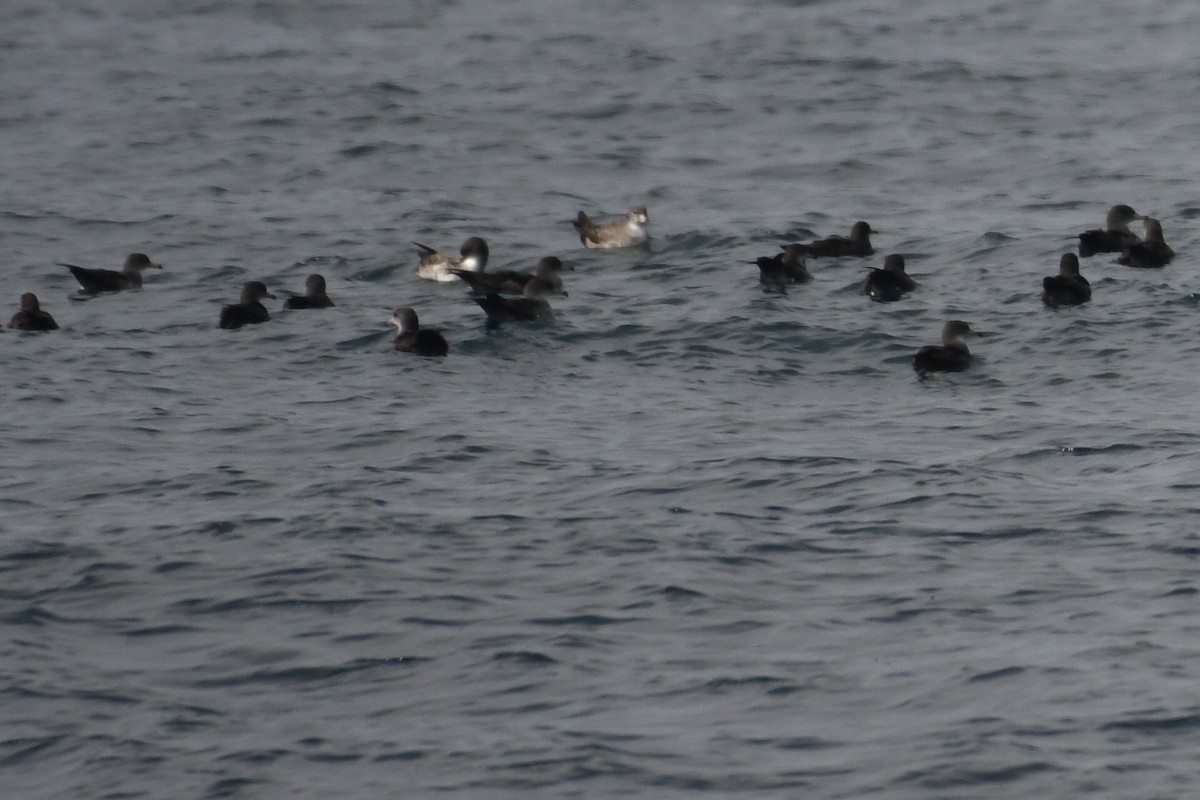 Pink-footed Shearwater - ML627372617