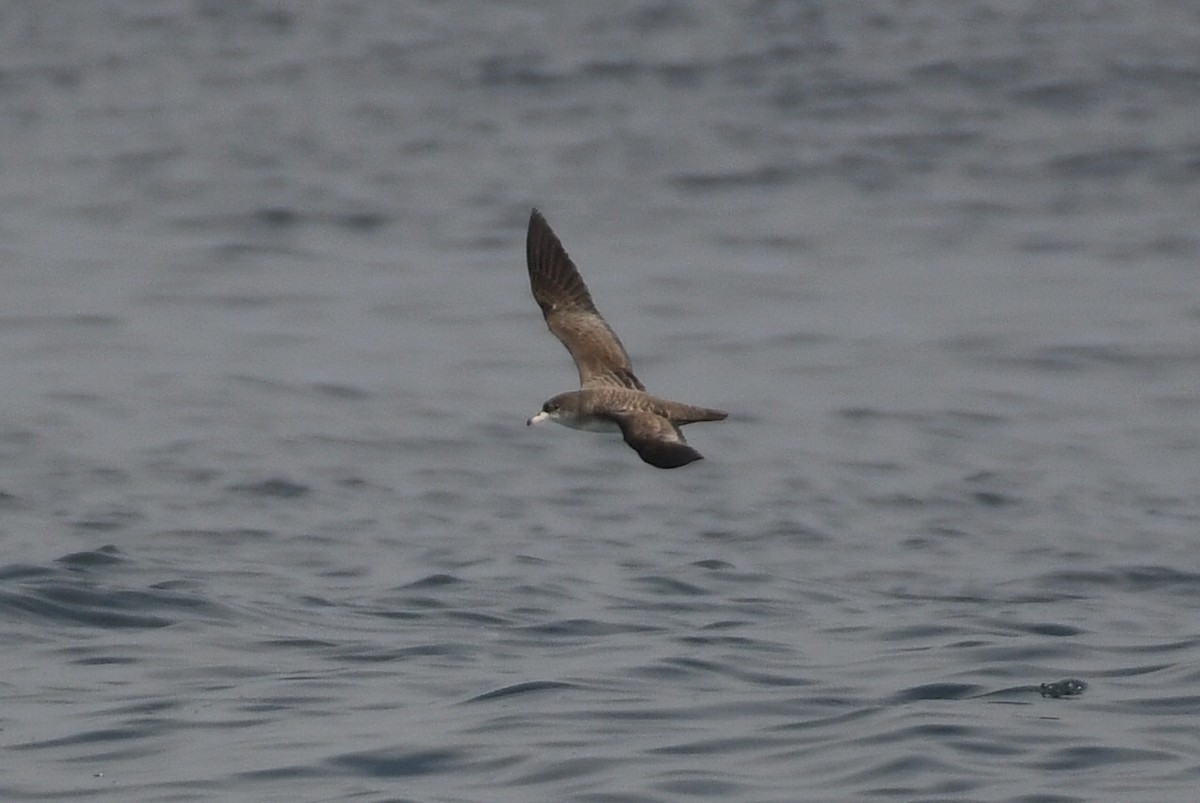 Pink-footed Shearwater - ML627372618