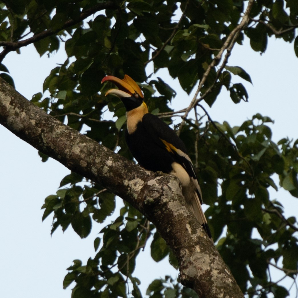 Great Hornbill - ML627372622