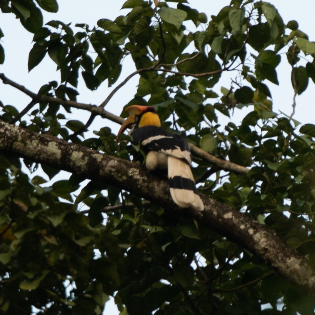 Great Hornbill - ML627372623