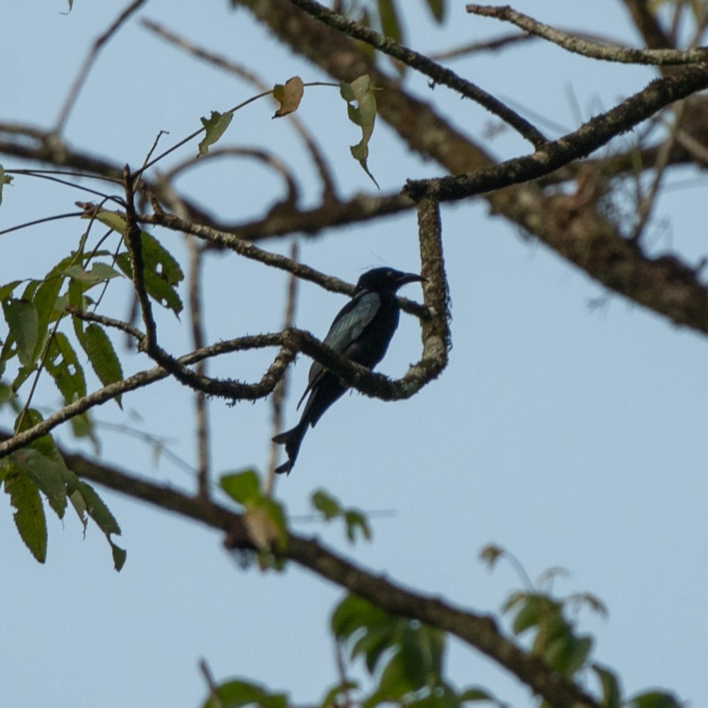 Hair-crested Drongo - ML627372625