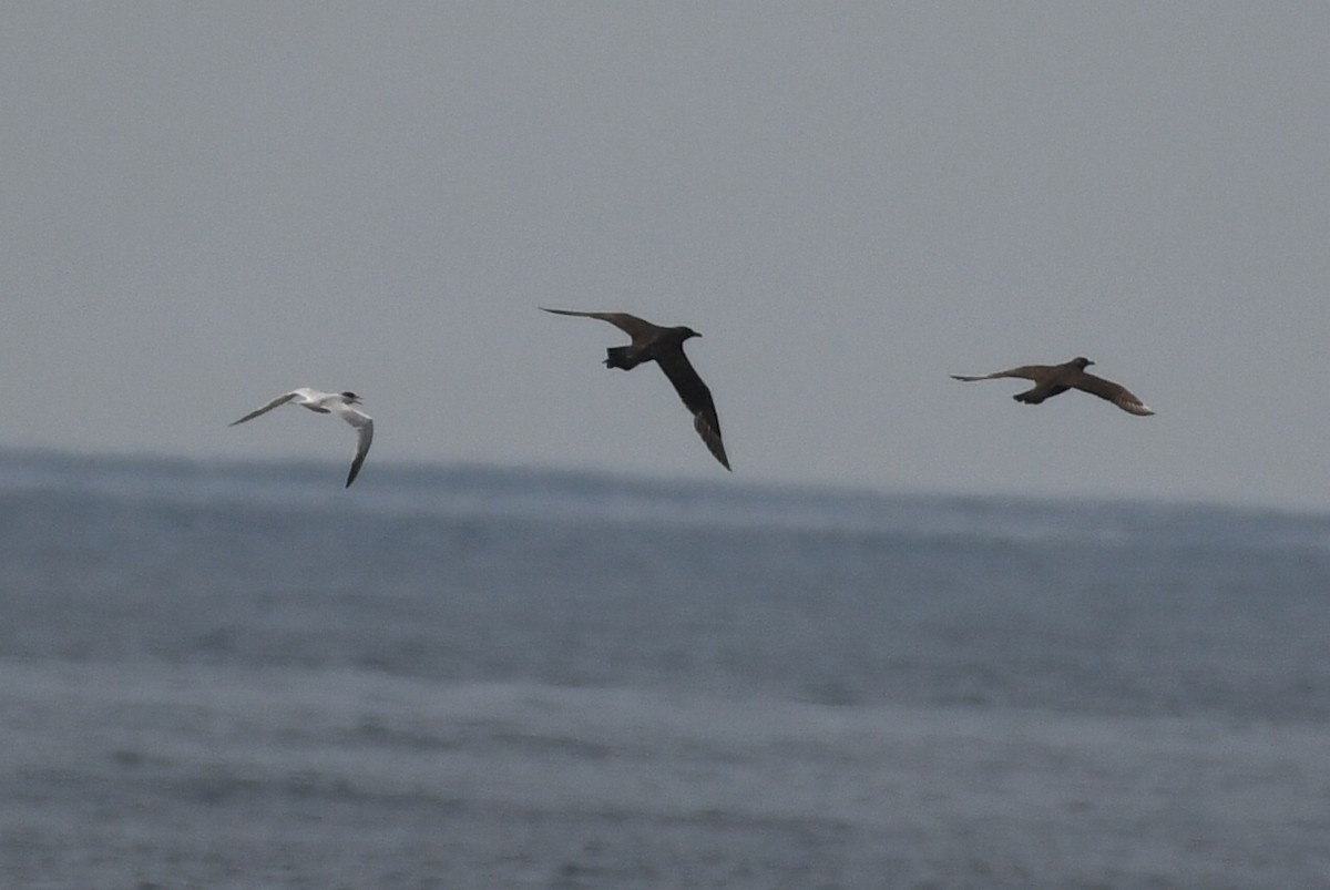 Elegant Tern - ML627372643