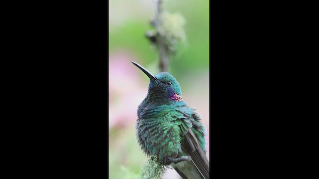 White-vented Violetear - ML627372652