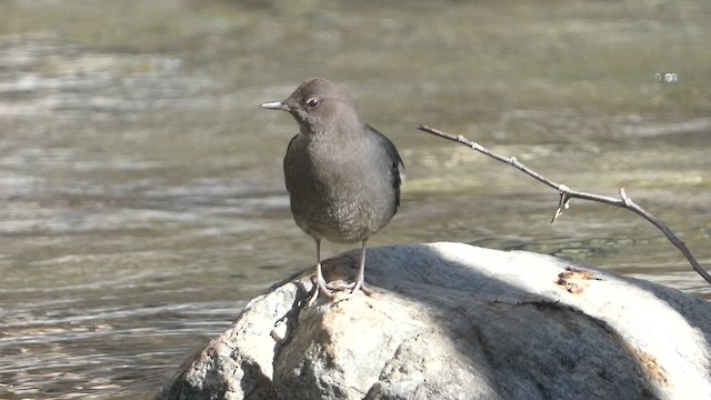 American Dipper - ML627372669