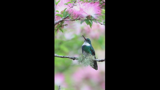 White-throated Hummingbird - ML627372738