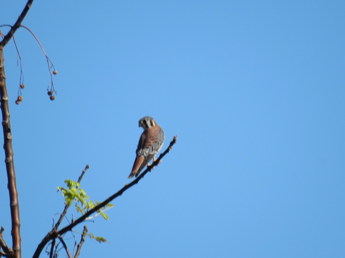 American Kestrel - ML627372741