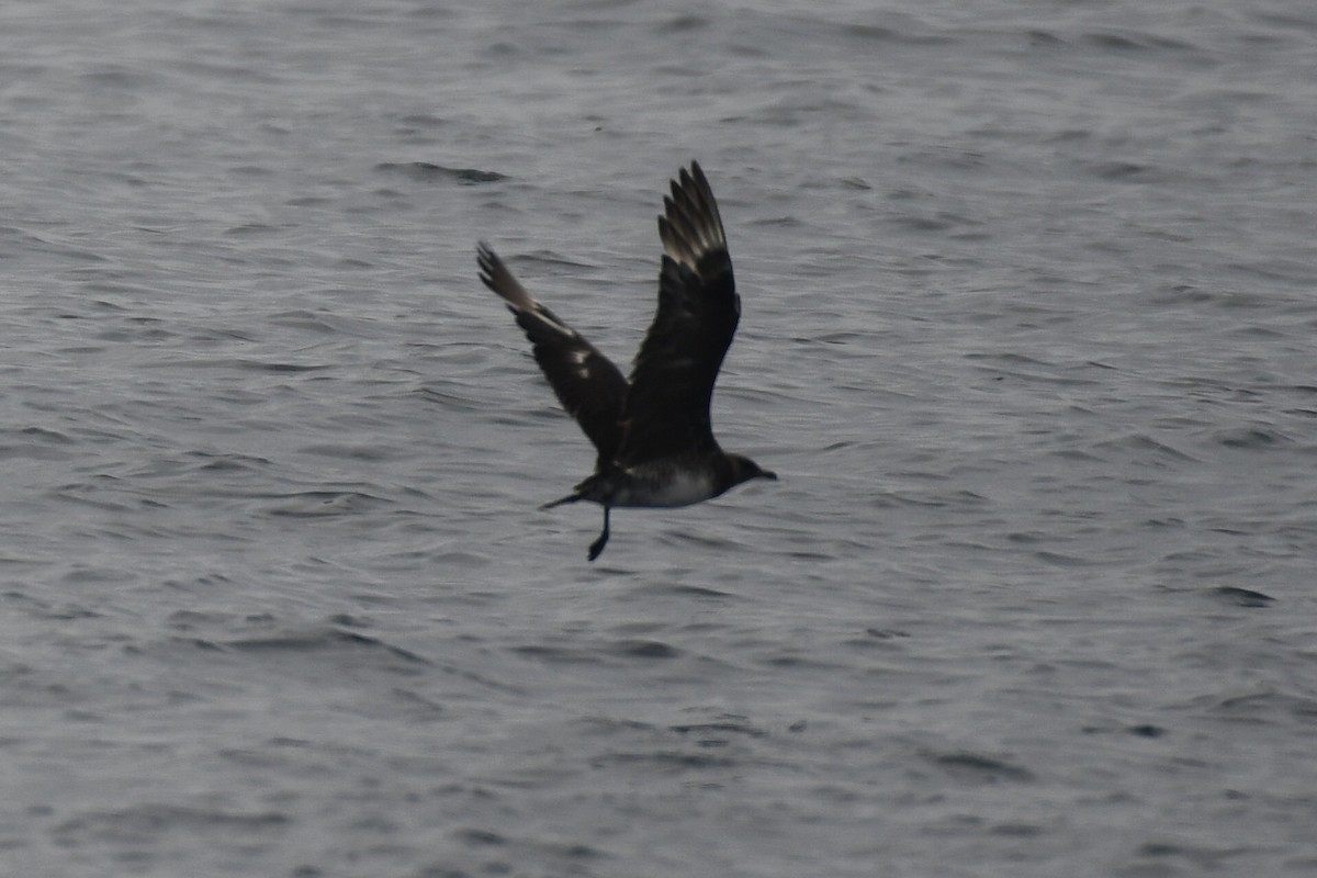 Pomarine Jaeger - ML627372751