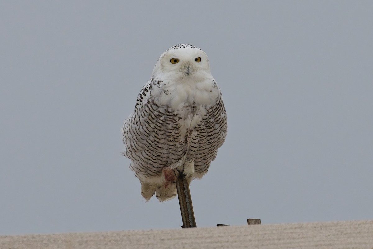 Snowy Owl - ML627372783