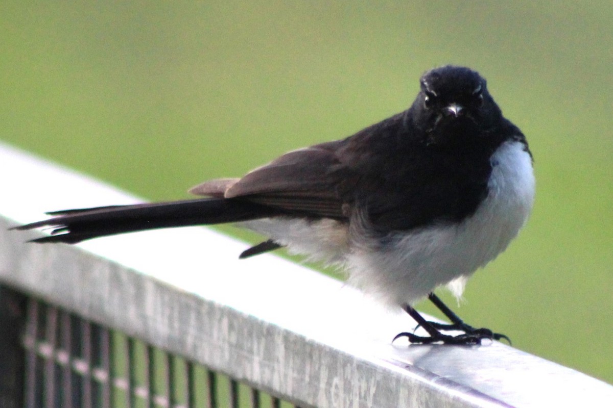 Willie-wagtail - ML627372829