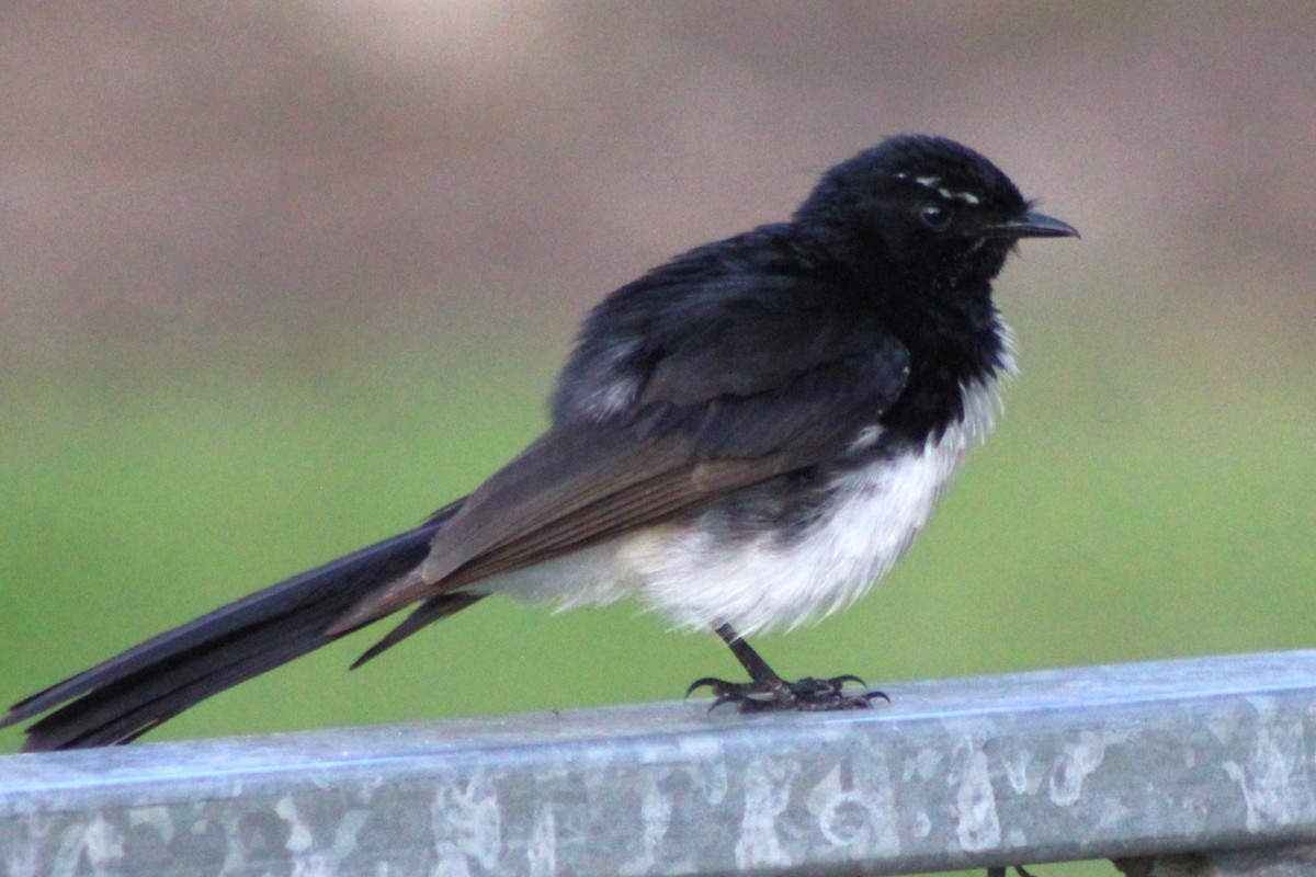 Willie-wagtail - ML627372838