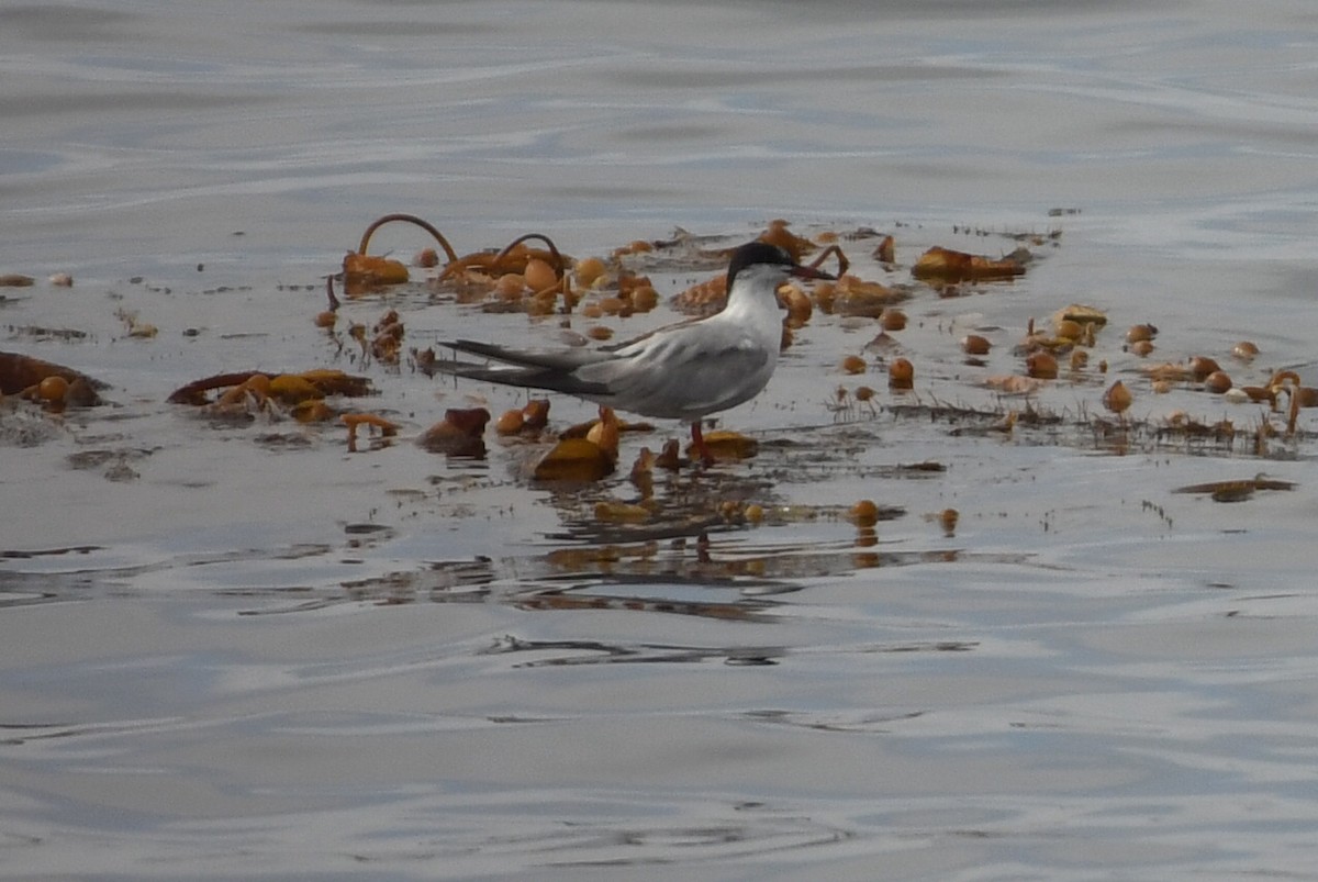 Common Tern - ML627372955