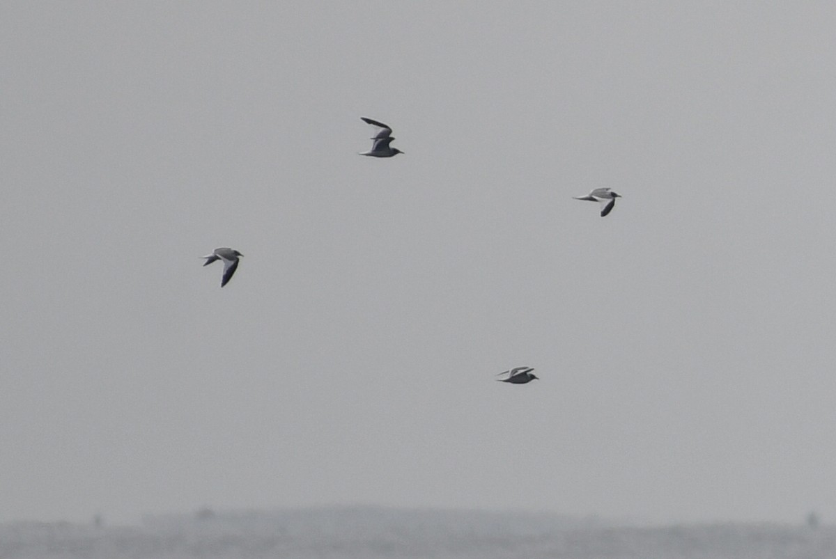 Sabine's Gull - ML627372976