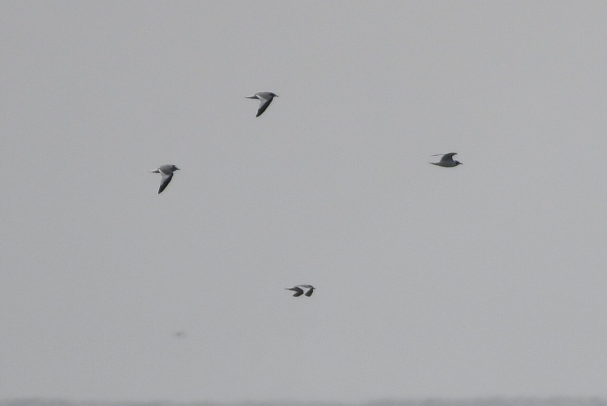 Sabine's Gull - ML627372977