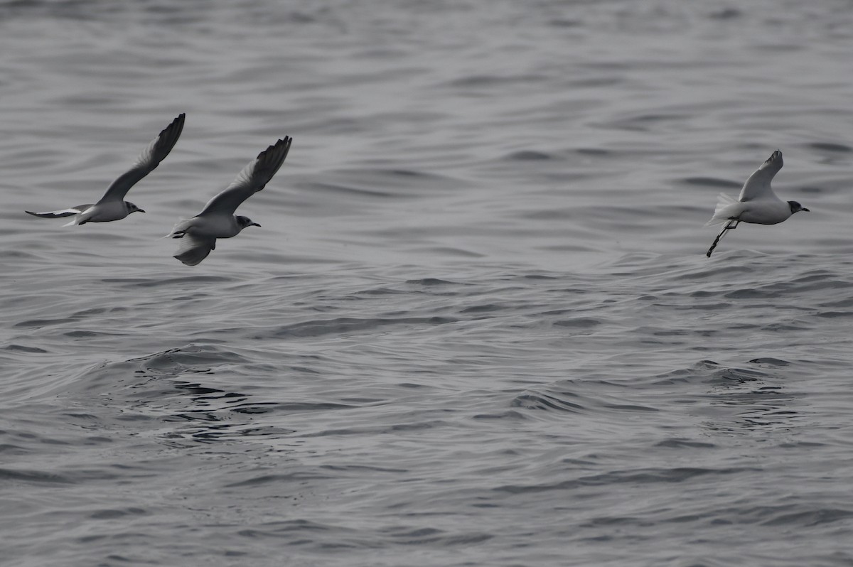 Sabine's Gull - ML627372978