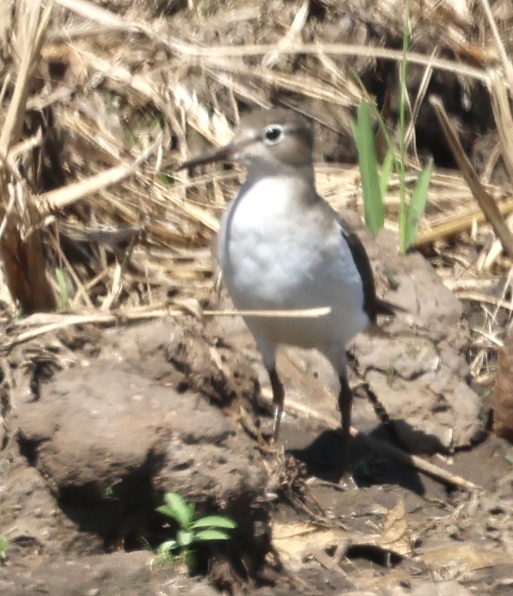 Spotted Sandpiper - ML627372996