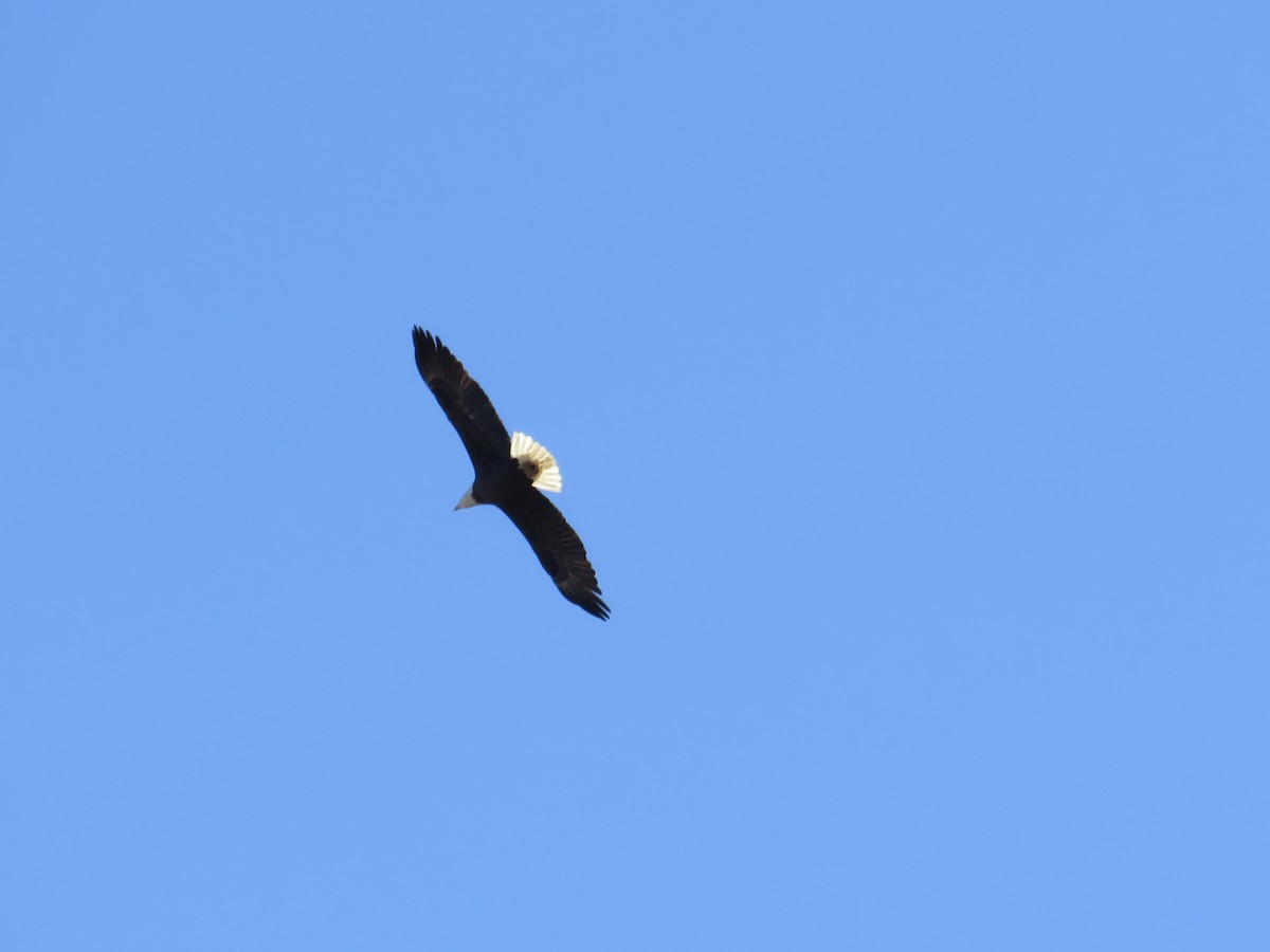 Bald Eagle - ML627373034