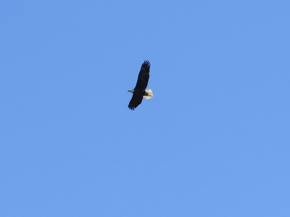 Bald Eagle - ML627373035