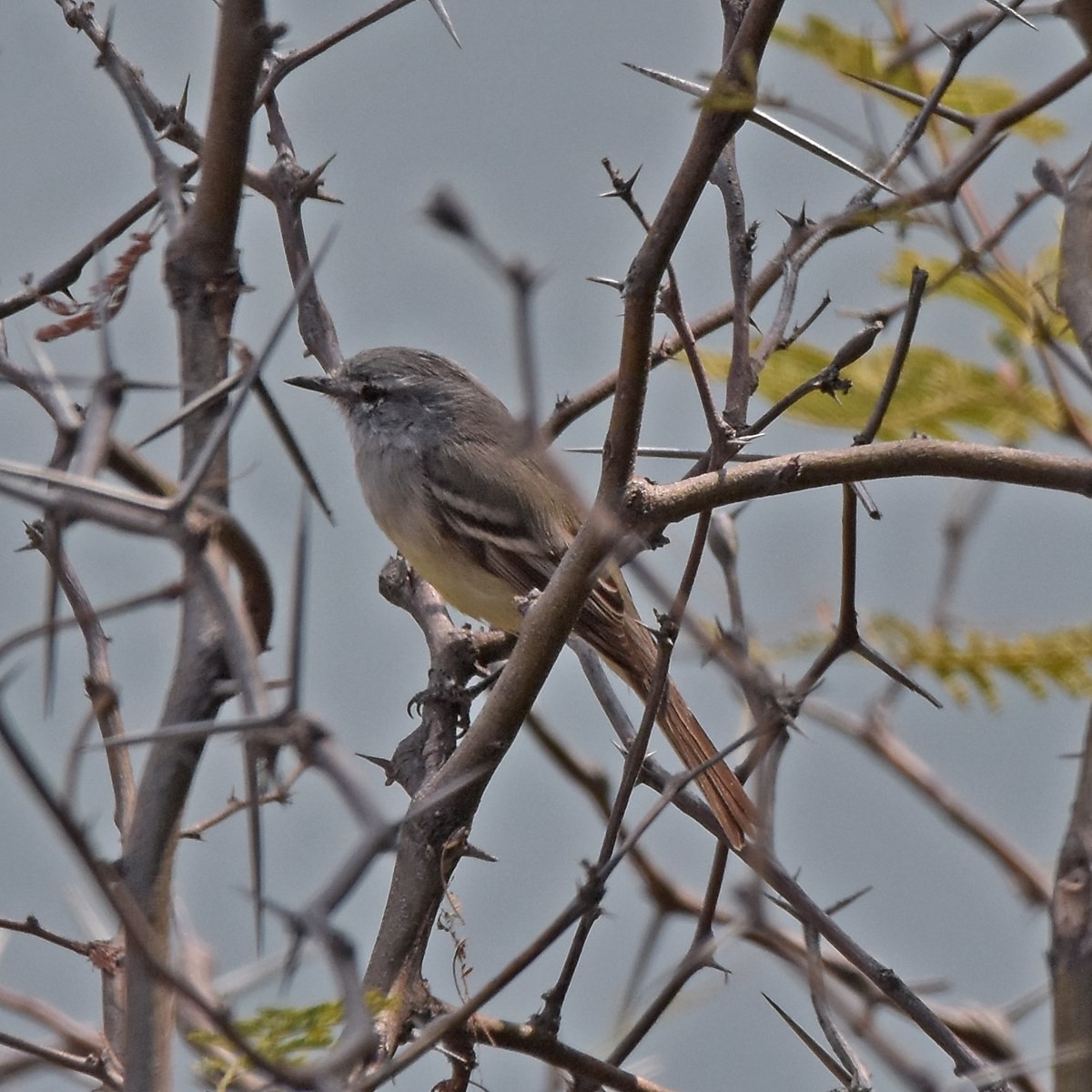 White-crested Tyrannulet (White-bellied) - ML627373045
