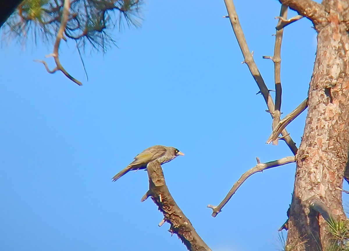 Noisy Miner - ML627373120
