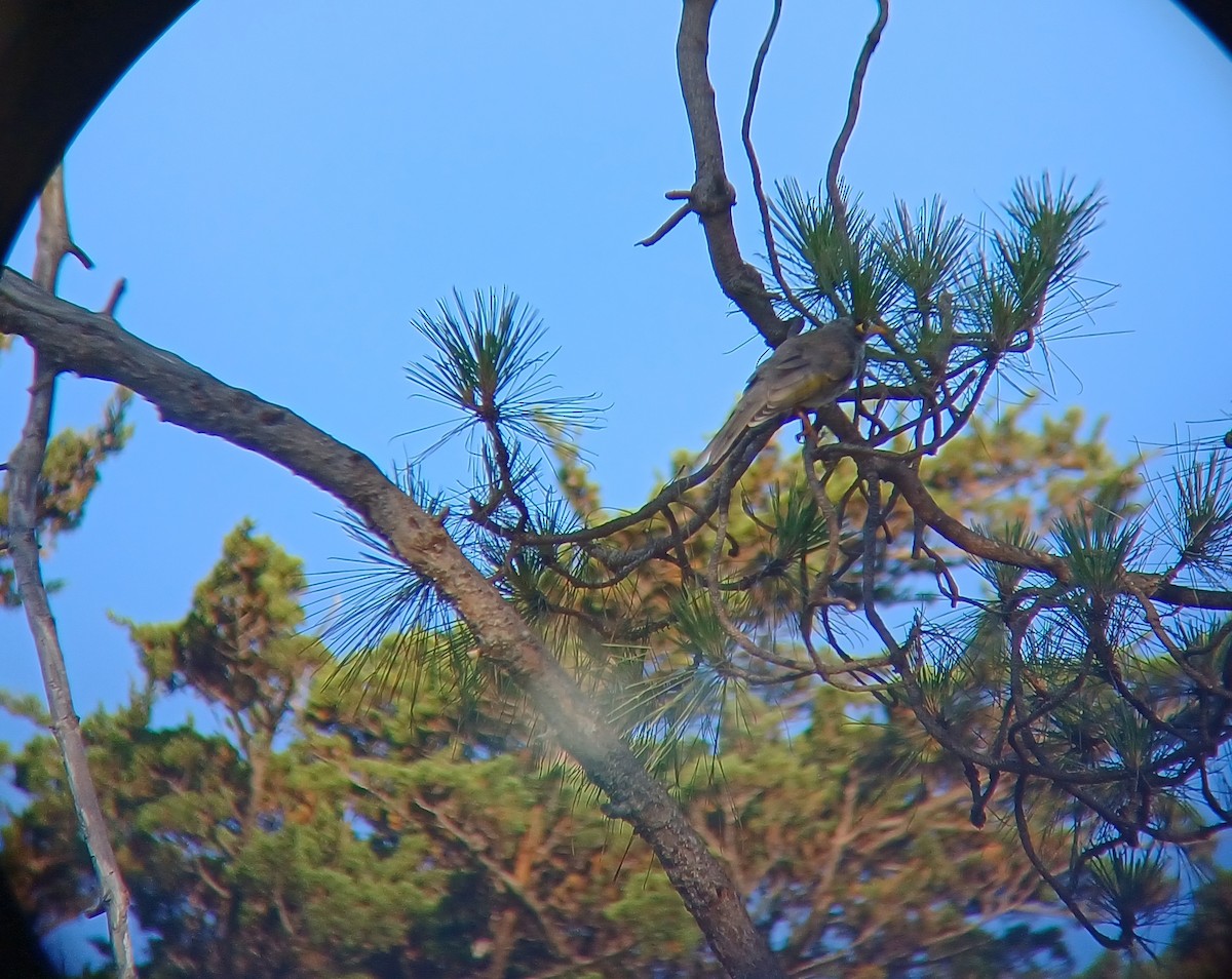 Noisy Miner - ML627373122