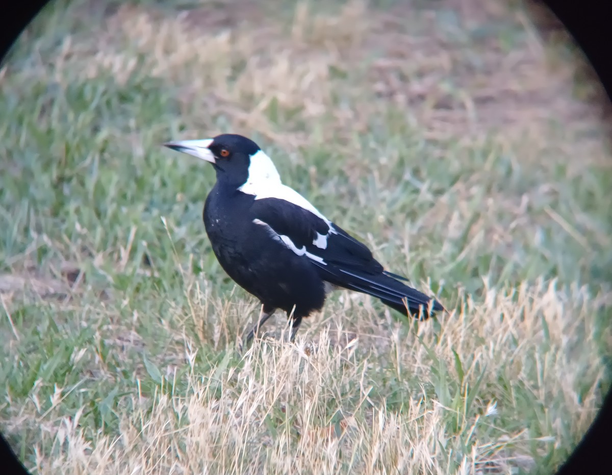 Australian Magpie - ML627373128