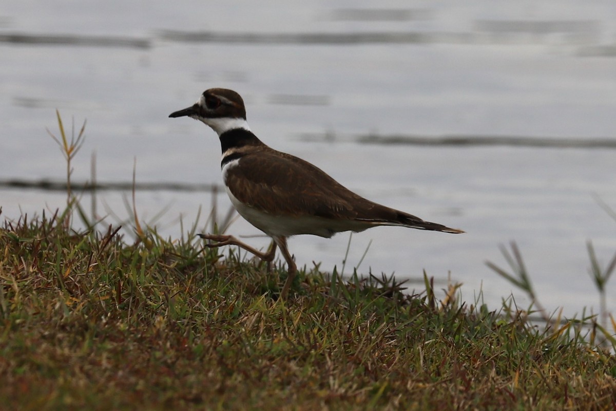 Killdeer - ML627373219