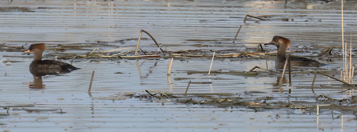 Hooded Merganser - ML627373221