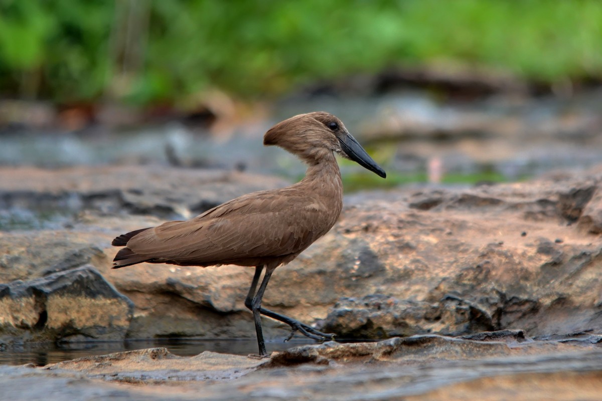 Hamerkop - Lionel Sineux