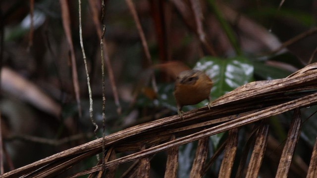 Ochre-breasted Foliage-gleaner - ML627373292