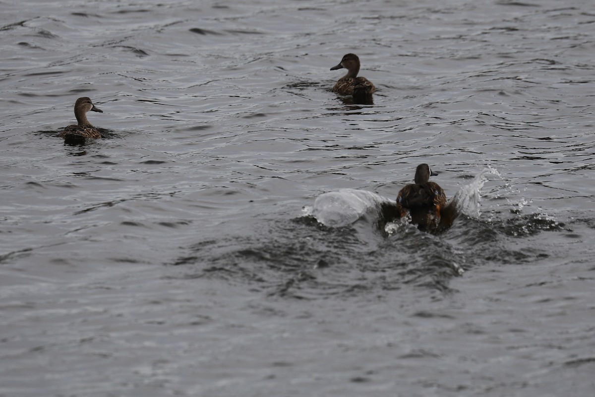 Blue-winged Teal - ML627373294