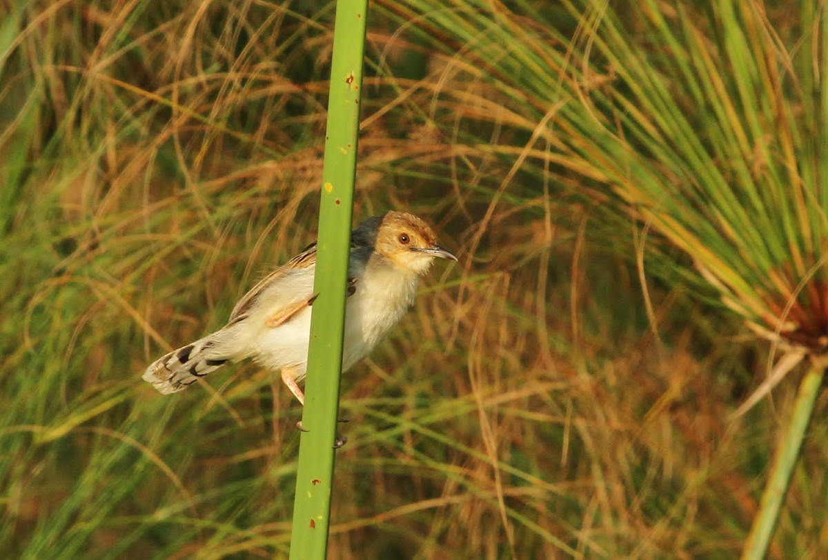 Carruthers's Cisticola - ML627373299