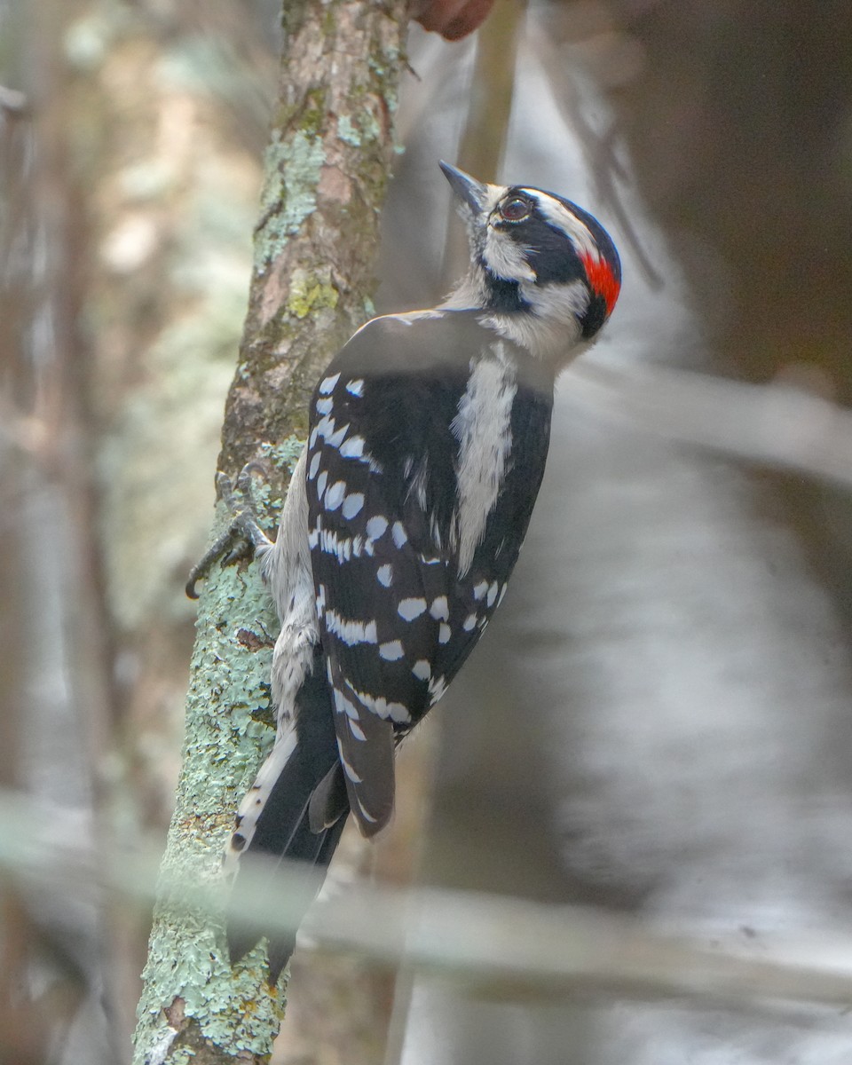 Downy Woodpecker - ML627373343