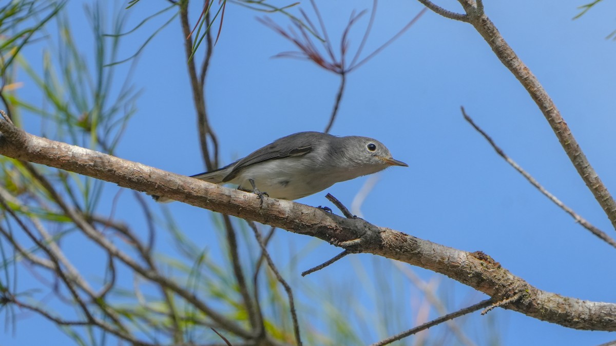 Blue-gray Gnatcatcher - ML627373358
