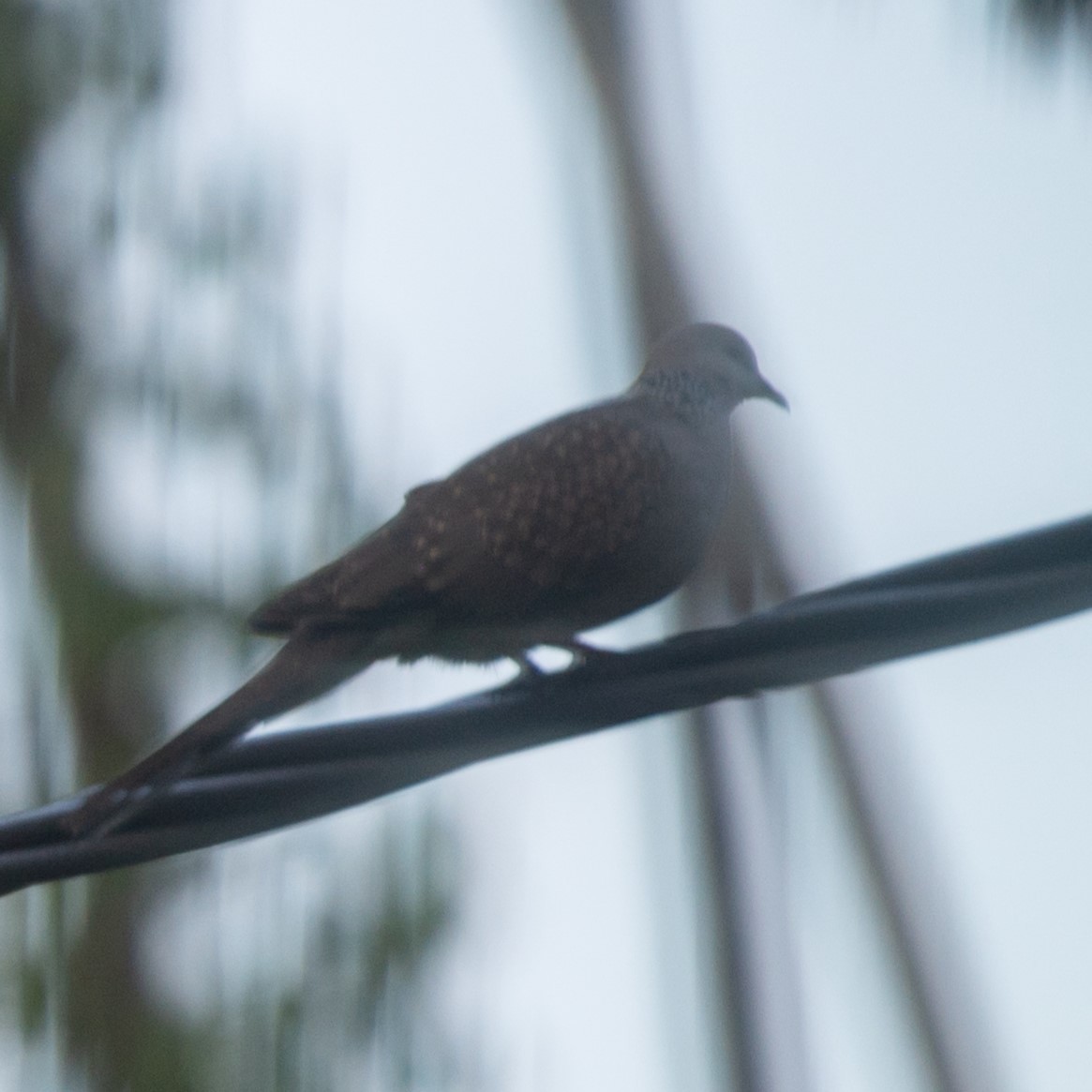 Spotted Dove - ML627373360