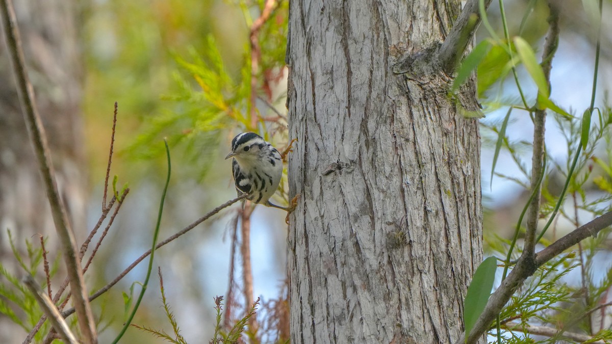 Black-and-white Warbler - ML627373371