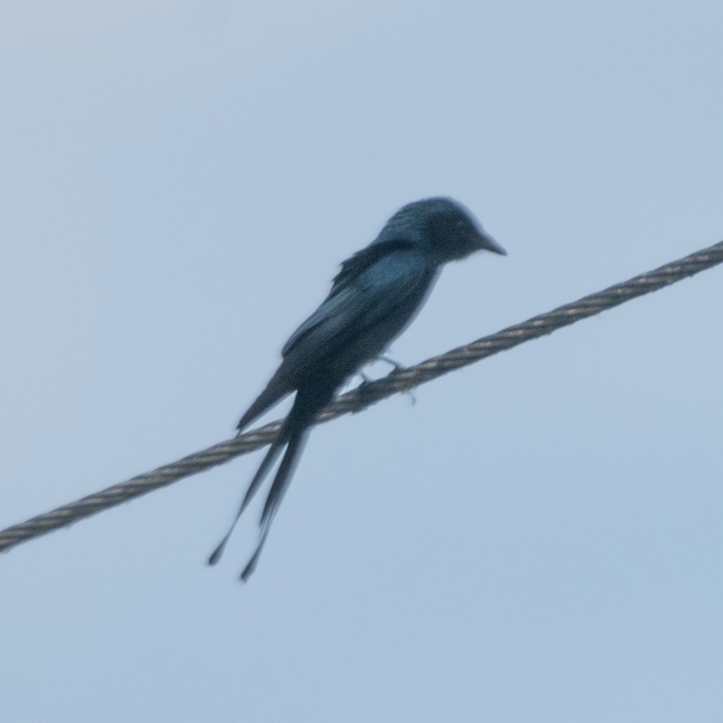 Bronzed Drongo - ML627373373